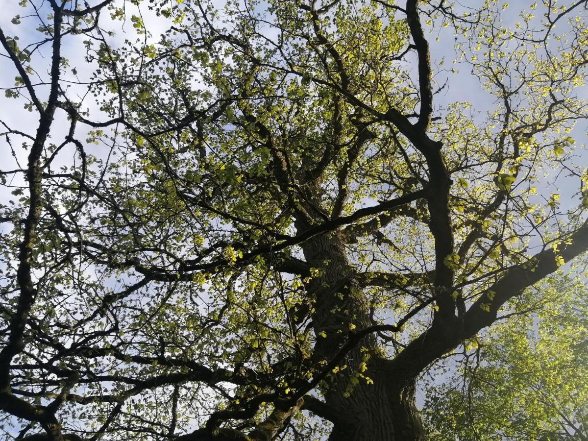 شقة Ostoja Białowieża المظهر الخارجي الصورة